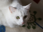 My little furry girl