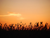 Reeds At Sunset