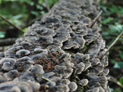 Fallen Log Bruce Trail