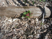 Trillium on the Bruce Trail
