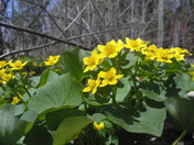Marsh Marigolds the Bruce Trail