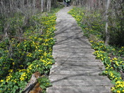 Marsh Marigolds