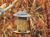Nuthatch at the feeder