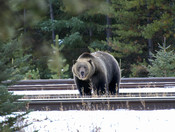 Seen this big guy on the Bow Valley Parkway 