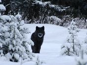 One of the Black wolves in the same Bow Valley pack