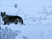 Wolf on Bow Valley Parkway
