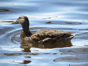 Duck swimming on a spring day