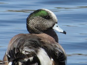 Ducks in Wascana Park