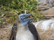 Blue Footed Boobie, Galapagos Islands