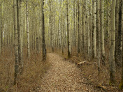 Lesser Slave Lake Provincial Park