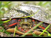 Turtle.jpg