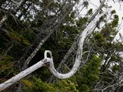 natures twists and turns.JPG