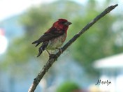House Finch