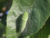 bug, lil smaller.jpg