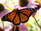 Monarch Butterfly