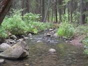 SW Sask Pine Cree 10.jpg