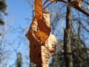 Last t o Fall, Birds Hill Prov Park, Manitoba