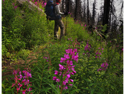 lindsayfireweed01.jpg