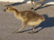 Have Something to Say