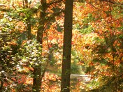 Fantastic Fall Forest