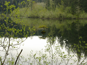 Determined Little Tree