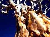 Namibian 'Quiver Tree'