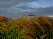 3rd pl march 2011 pro comp.jpg