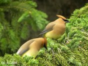 2nd pl jly 2011 anything goes.jpg