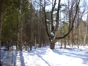 Amazing Tree at Sugar Bush in Pakenham