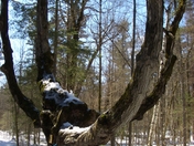 Pakenham Sugar Bush