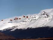 andes flamingos.JPG