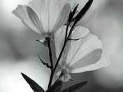 Oenothera berlandieri - Twilight