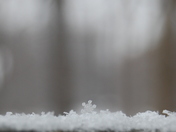 Snow Flake