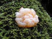 Gelatinous fungus blob