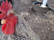 Hey, I want your ice cream cone!