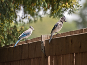 BlueJays.jpg