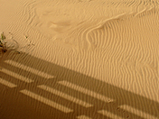 Shadows & Footprints PEI