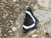 White Admiral