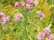 Butterflies in my yard