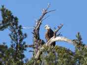 eagle in pine tree ..jpg