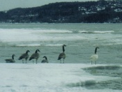 piebald canada goose april 1 2001.jpg