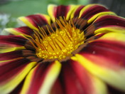Pink Gazania