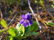 Small Beautiful Blue Flower