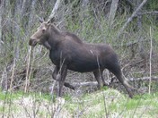 Young Moose in British Columbia