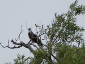 Eagle and Goldfinch