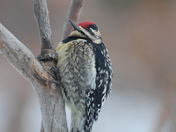 Yellow-bellied Sapsucker