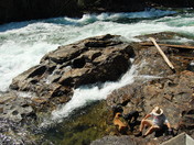 Rapids on the Clearwater River in Wells Grey Park