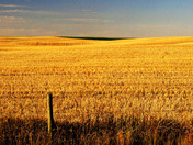 Green and gold - the fields of Saskatchewan