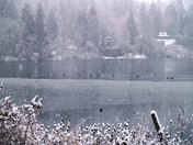 Ducks on the lake in a winter day