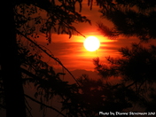 Sunset through the trees